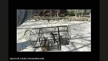 شناسایی تله شکار پرنده و رهاسا...