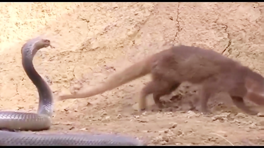 نمس هندی(مانگوس) مقابل کبری غو...