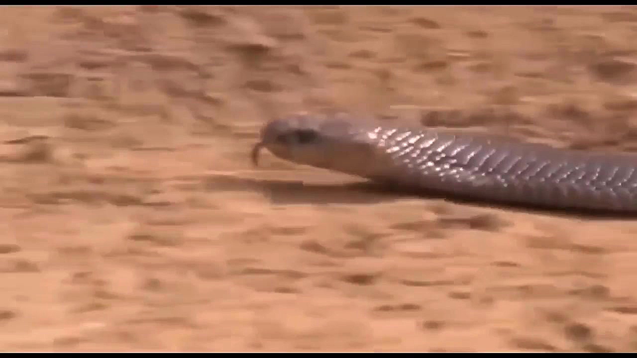 نمس هندی(مانگوس) مقابل کبری غو...