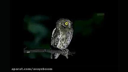 شکار پرنده توسظ گرگ در تالاب گ...