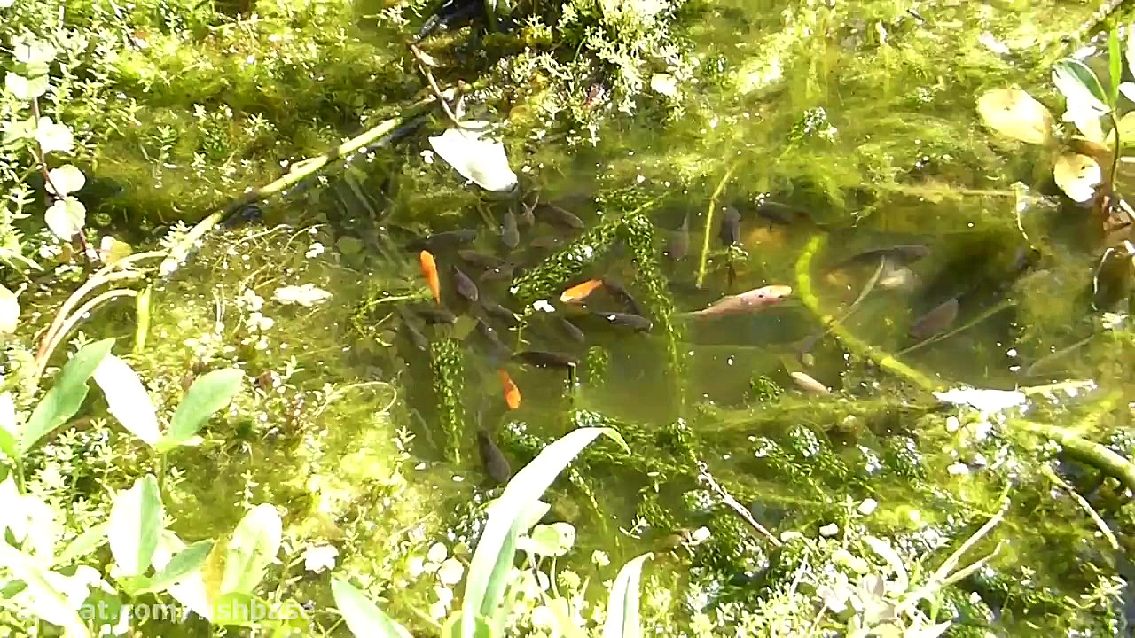 ماهی طلایی یا گلدفیش: Carassiu...