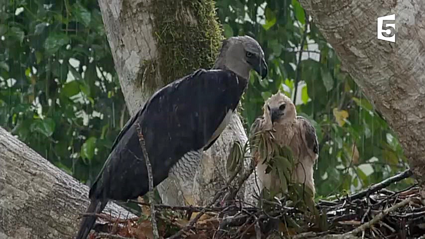 پرنده ای که میمون شکار می کند!