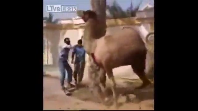 وقتی شتر حساب قصاب رو میرسه