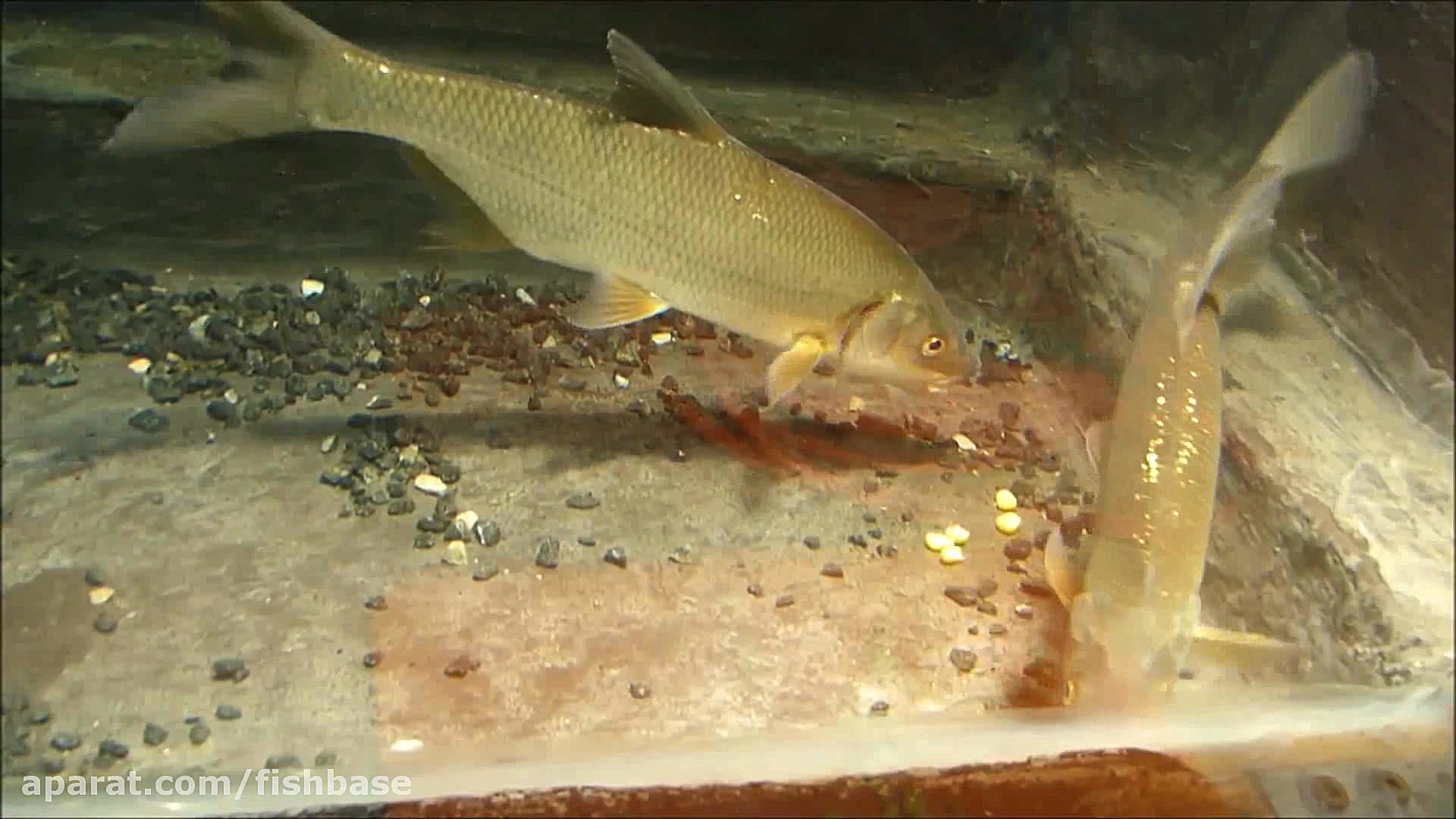 ماهی سیاه&zwnj;کولی: Vimba vim...