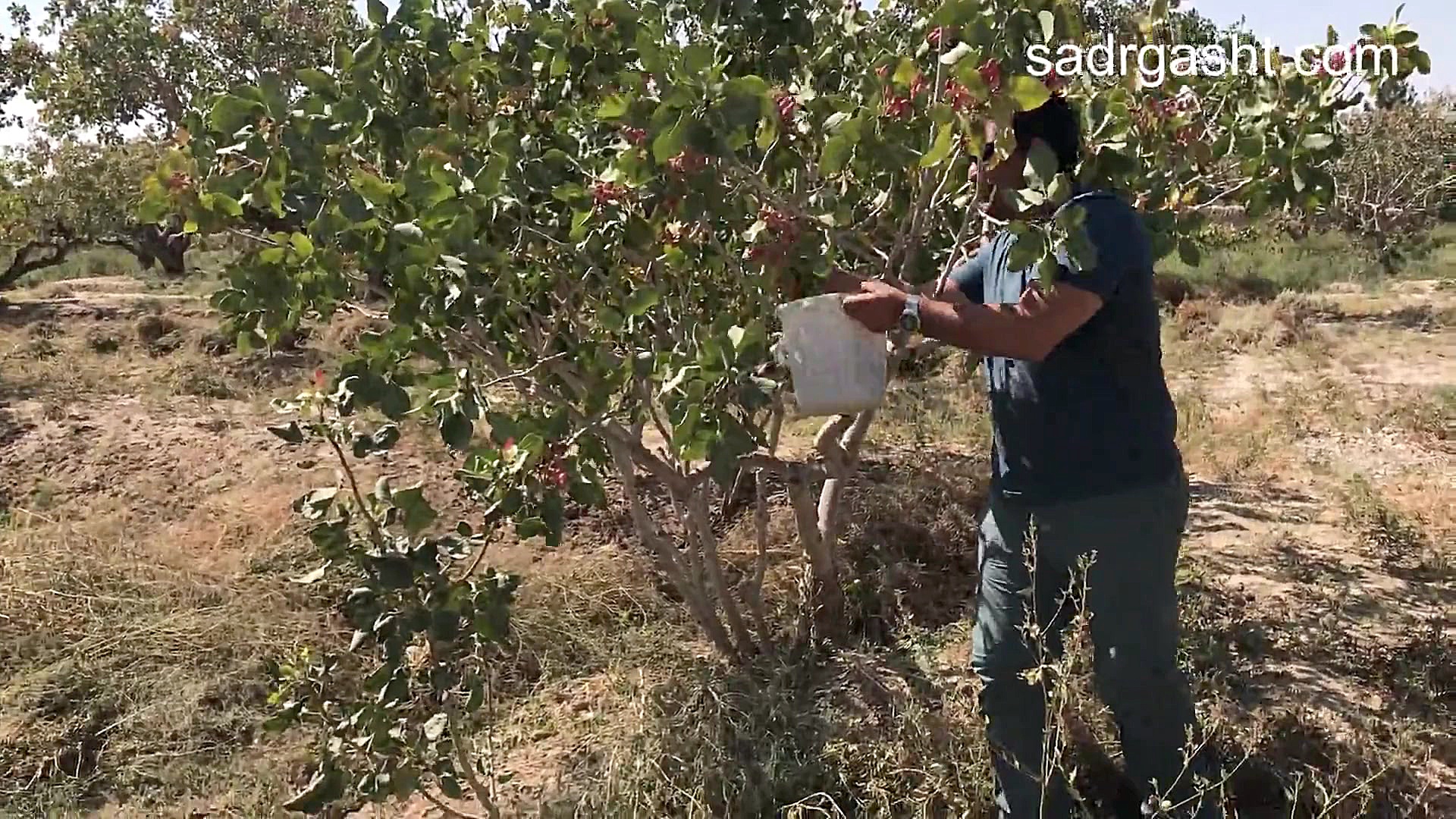 تور پسته چینی