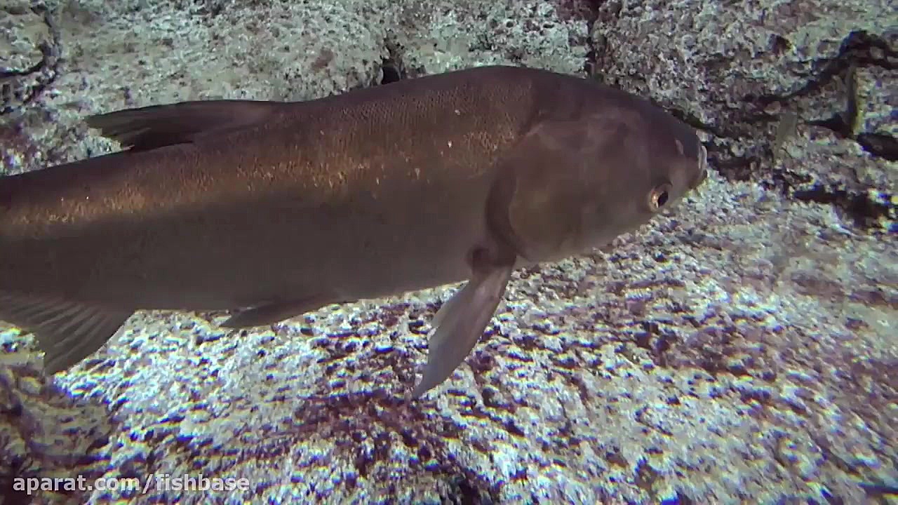 ماهی کپور نقره&zwnj;ای یا فیتو...