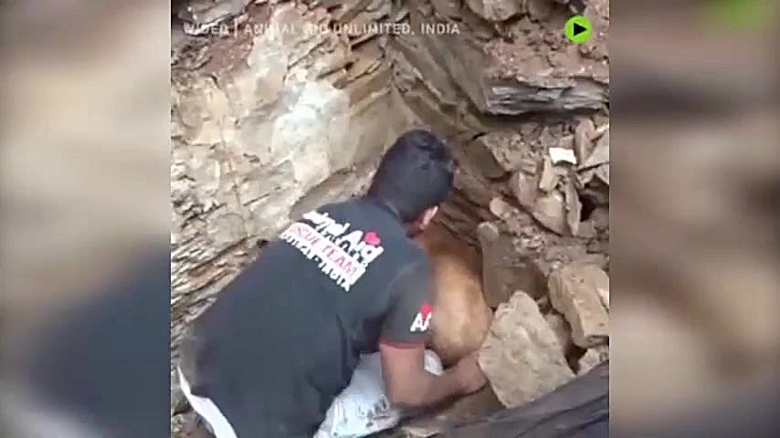 تلاش یک سگ برای نجات فرزند خود