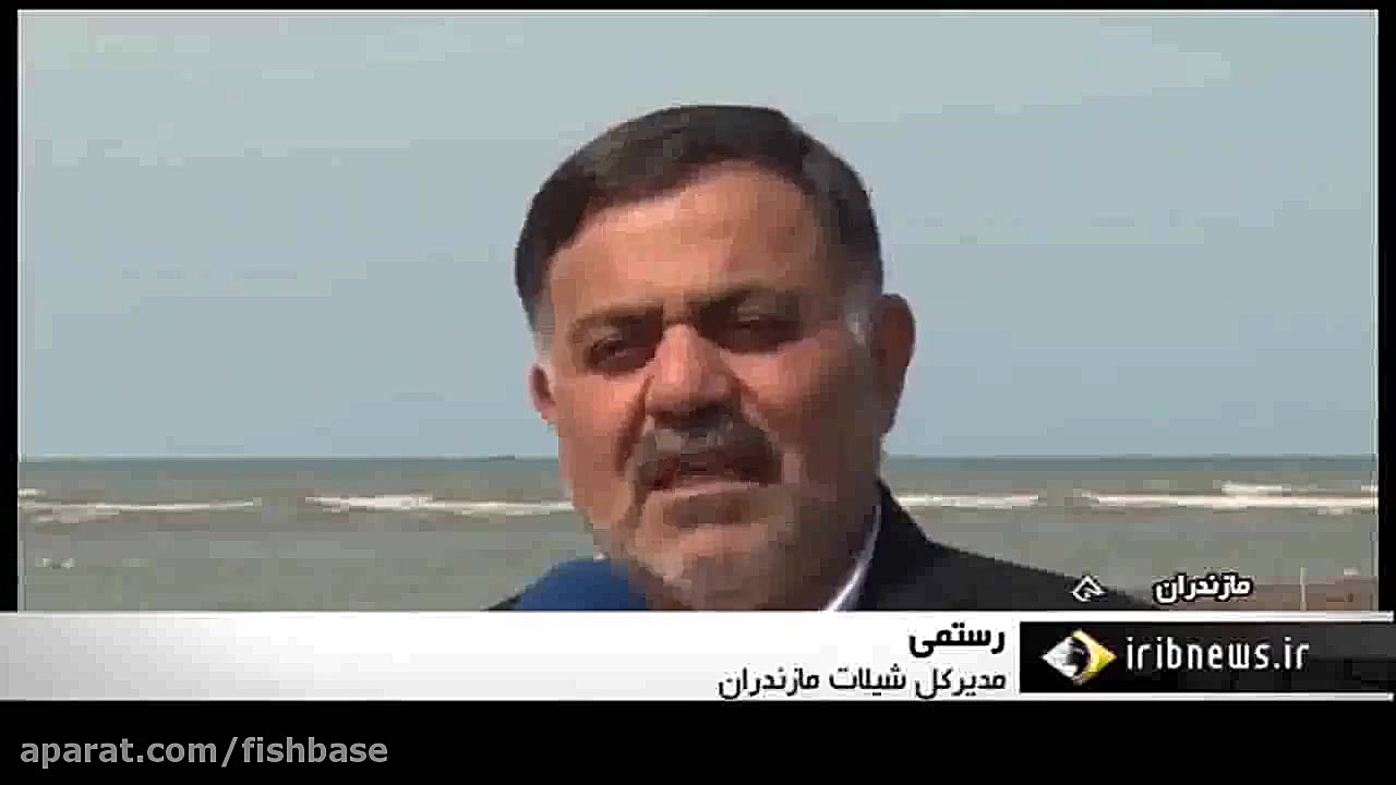 ماهی سفید: Rutilus frisii kuttum زمان150ثانیه