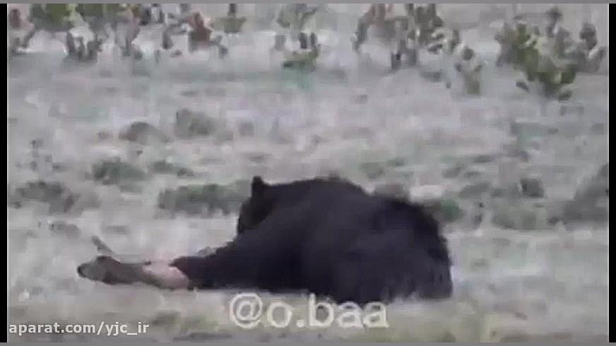 تصاویری نادر از شکار بیرحمانه...