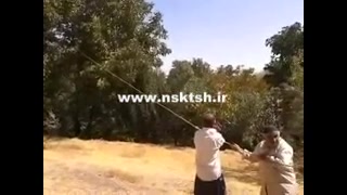 قطع درخت گردو