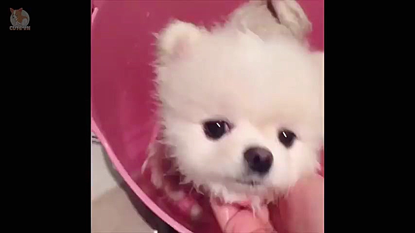 کلیپ جالب و خنده دار از حیوانا...