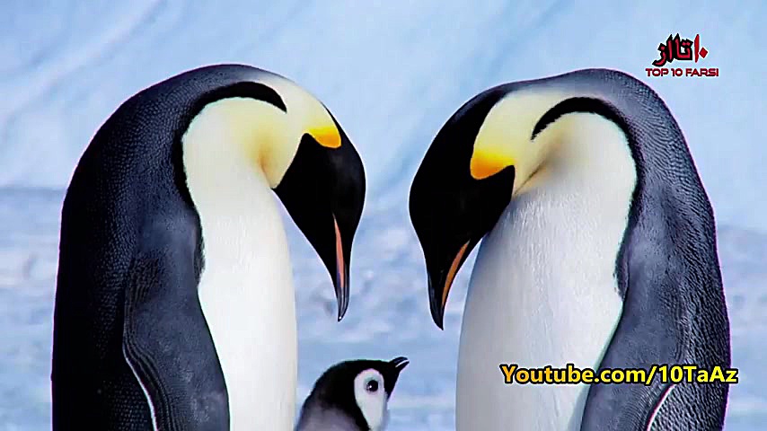 ۱۵ عادت عجیب و غریب جفت گیری د...