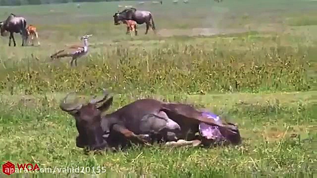 شکار گاو وحشی توسط شیرها در حی...