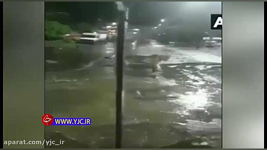 شیرهای گرسنه مردم را به وحشت ا...