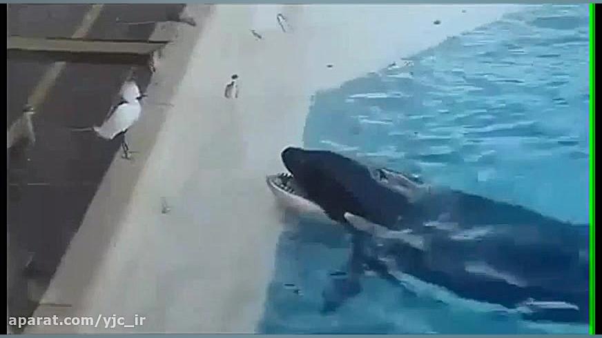 شکار زیرکانه پرنده توسط نهنگ ق...