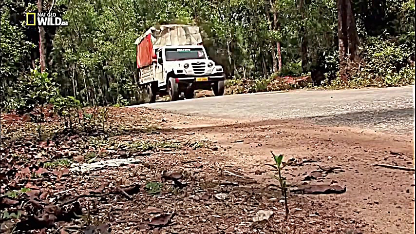 سلطان مار کبرا