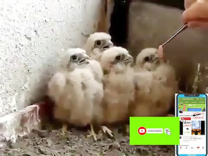 حیوانات باهوش فیلم خنده دار دو...