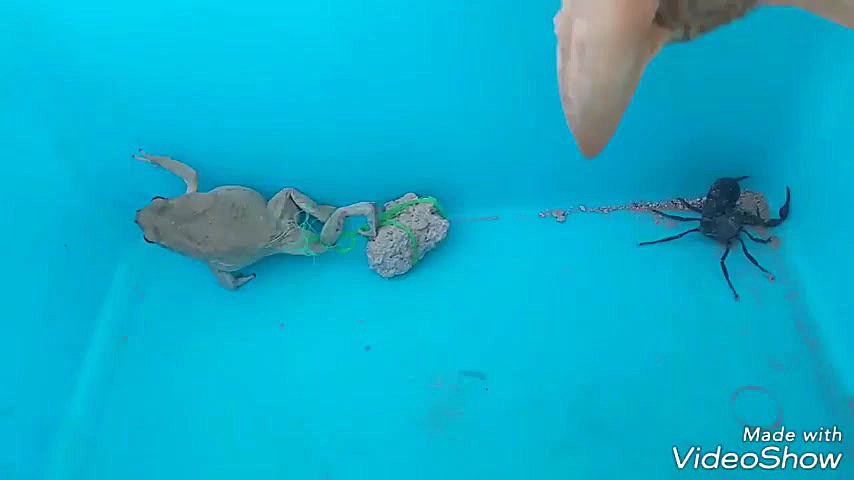 مبارزه بین عقرب و قورباغه و گر...