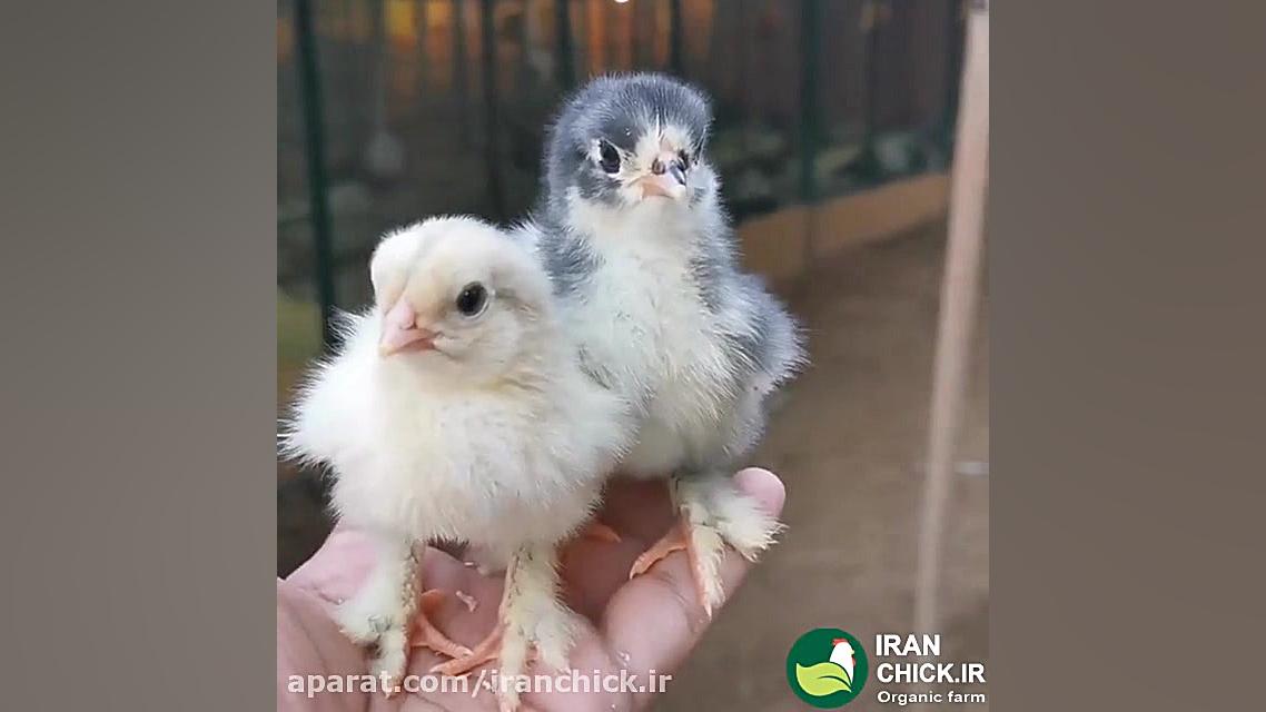 ایرانچیک لذت دیدن و پرورش جوجه...