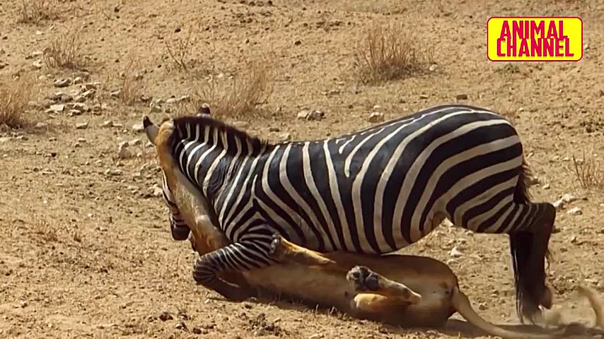 10 مبارزه برتر حیوانات و دفاع...