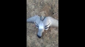 شکار کبوتر هوازنی