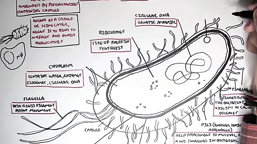 Microbiology  Bacteria (Struct...