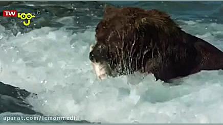 خرس ها  کودکان