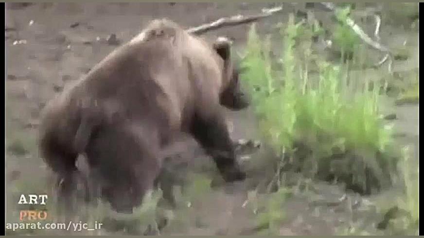 برترین حمله‌ها و شکارهای عقاب...