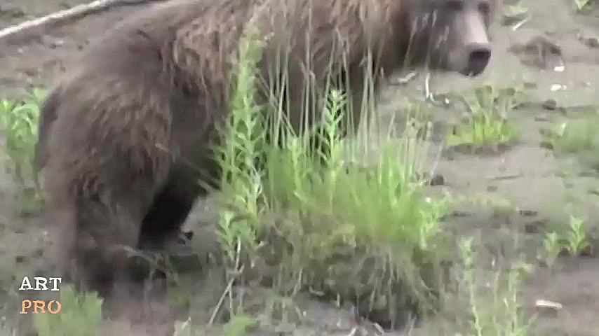 حیات وحش، حمله های دیدنی عقاب...