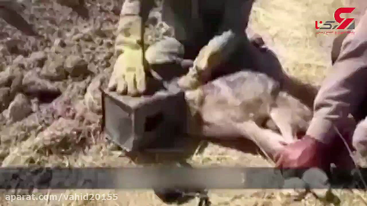 فیلم گیر کردن کله گرگ وحشی داخ...