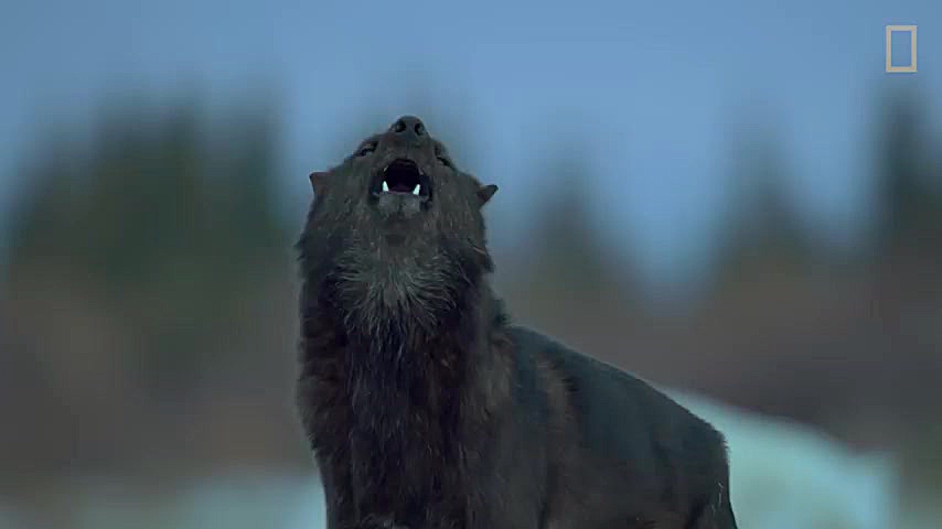 حیات وحش گرگها و خرس قطبی