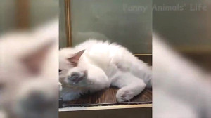 خنده دار ترین کلیپ حیوانات سری...