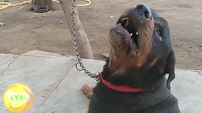 سگ Rottweiler