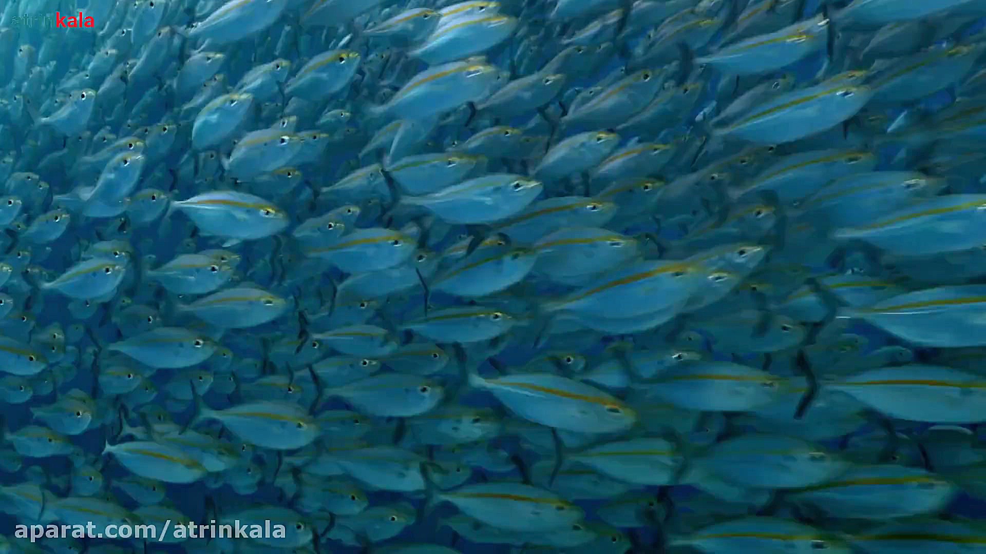 معرفی گوشی شیاومی mi mix alpha