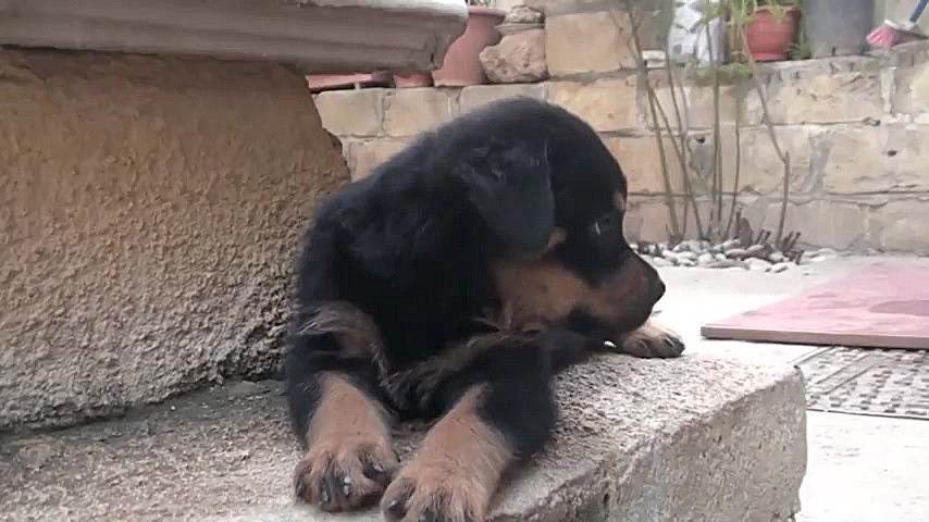 Rottweiler: Puppies playing