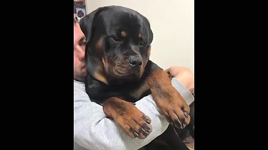 سگ روت وایلر  برو به آدرس &gt;...