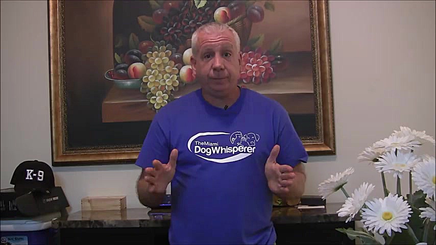 نژاد سگ روت وایلر