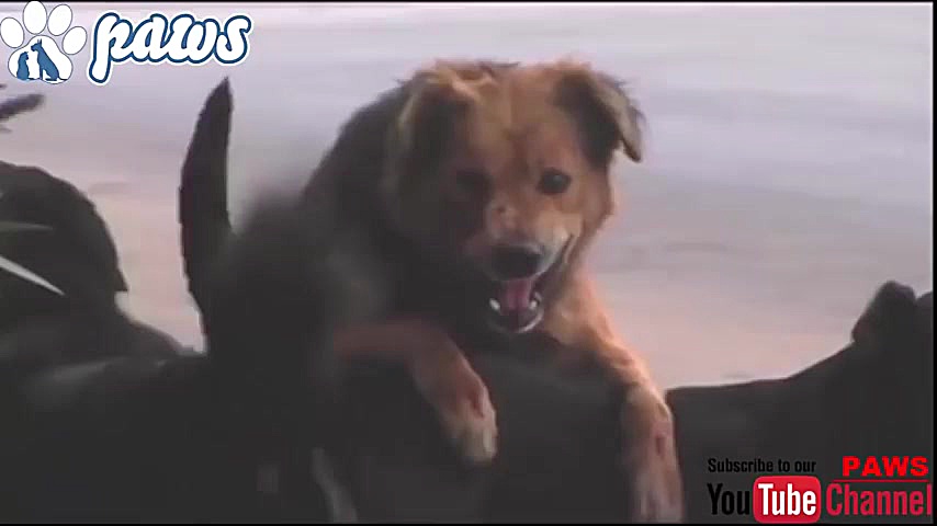 Pitbull Rottweiler fight over...
