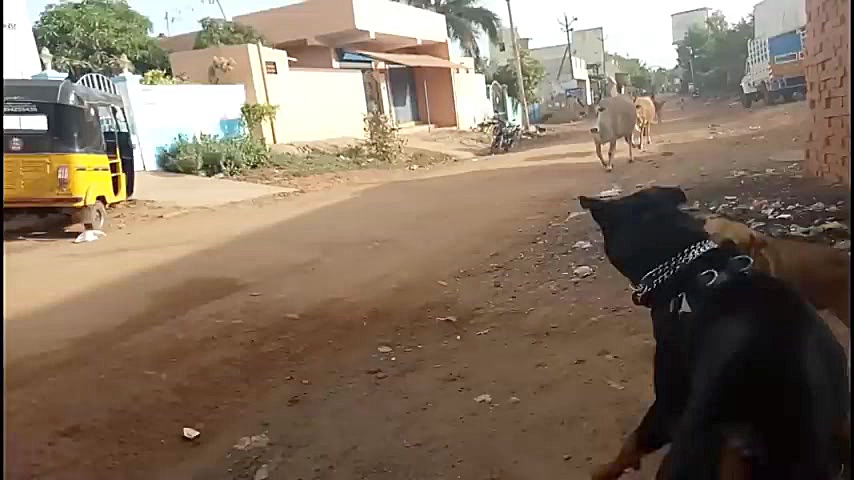 سگ روت وایلر  اطلاعات بیشتر در...