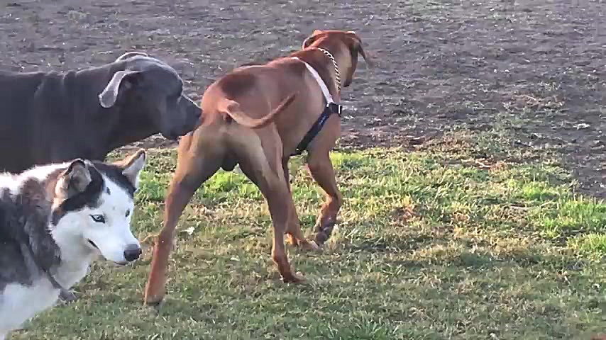 A Strong German Shepherd Tests...