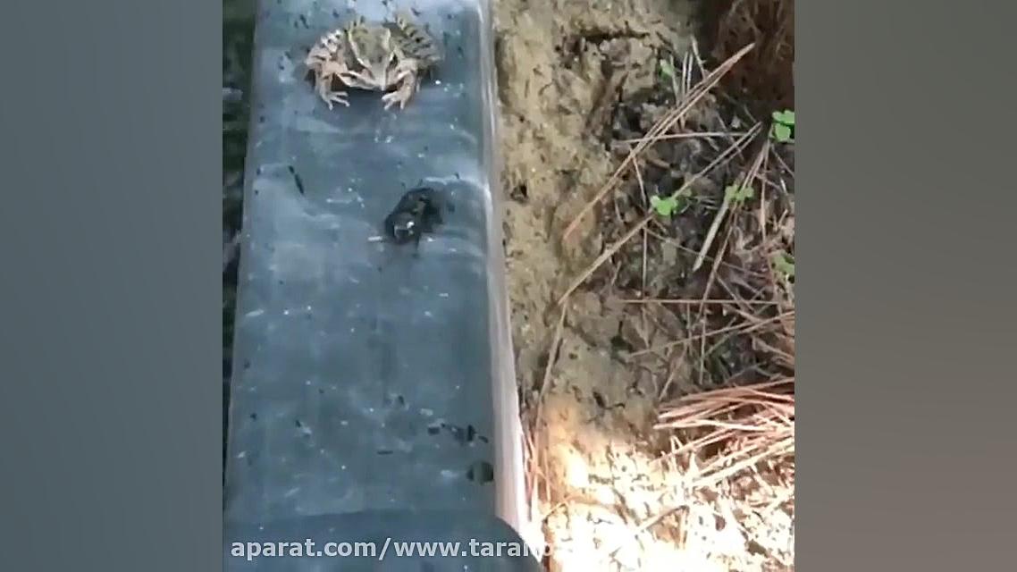 جواد خواجَوی  بُخور :))