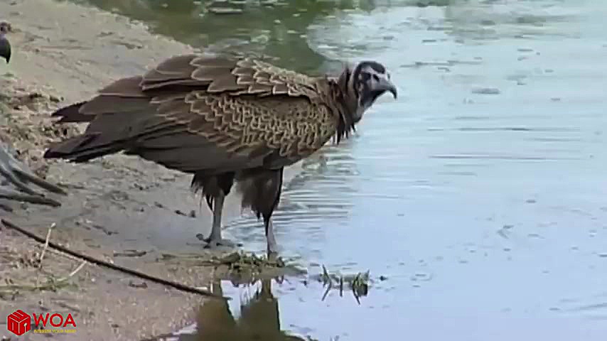 حرکت تماشایی کروکودیل برای شکا...