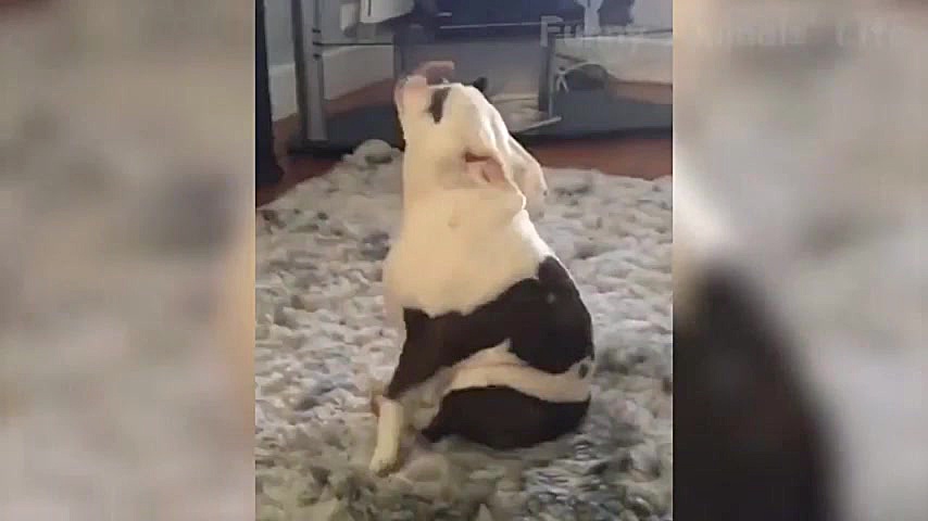 خنده دار ترین و جالب ترین کلیپ...