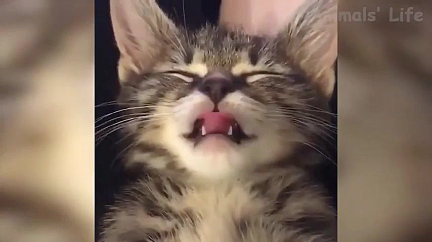 خنده دار ترین و جالب ترین کلیپ...