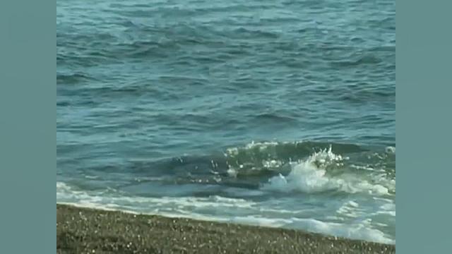 حمله نهنگ قاتل به فوک ها