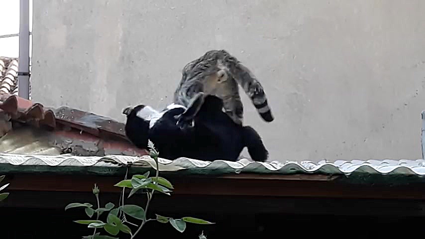 نبرد شدید و وحشیانه دو گربه