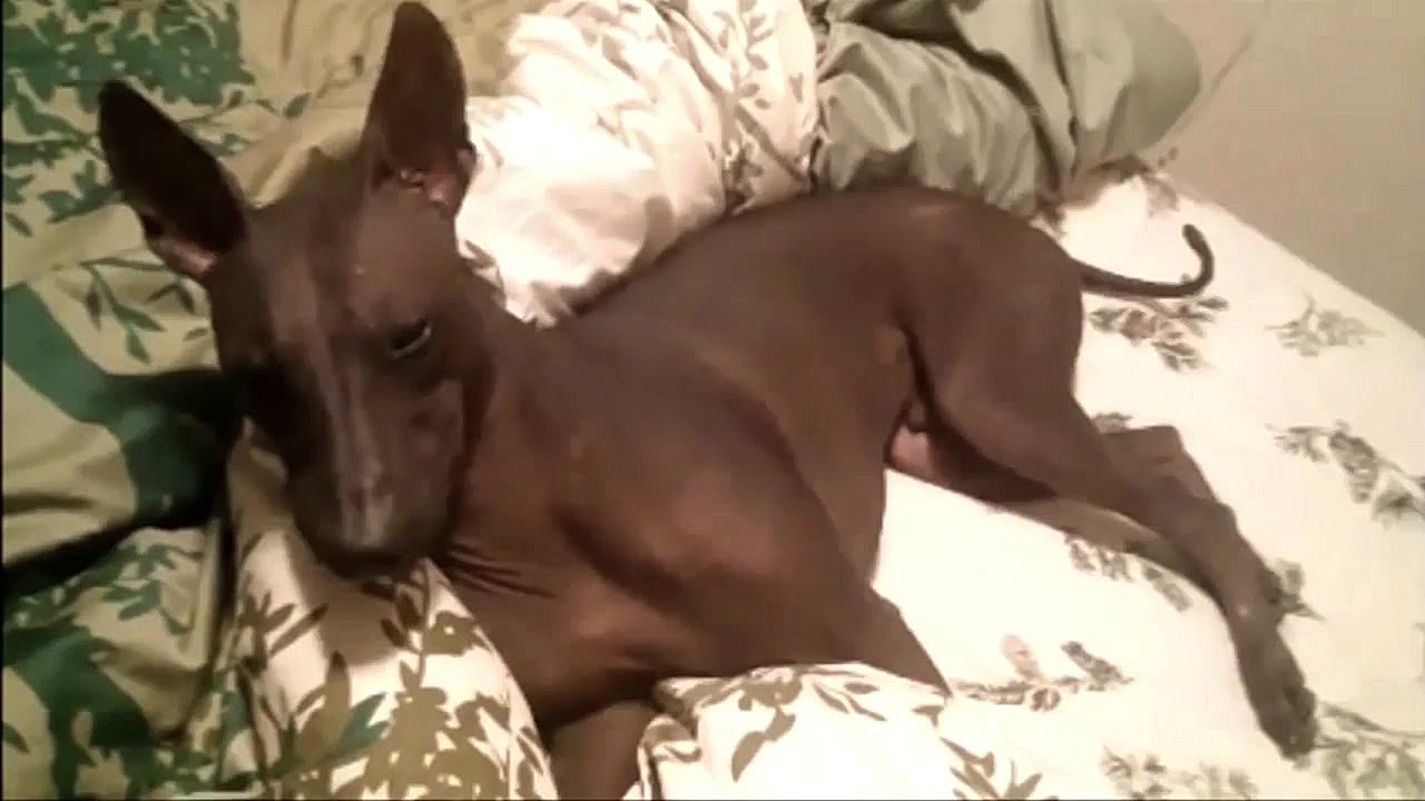 شولویتزکوینتلی در حال پیدا کرد...