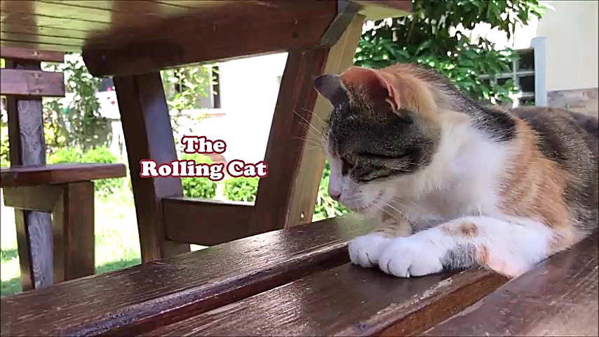 اشتیاق گربه های خانگی برای خور...