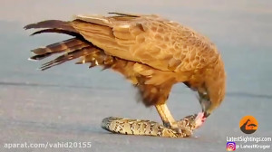 شکار مار توسط پرنده عقاب