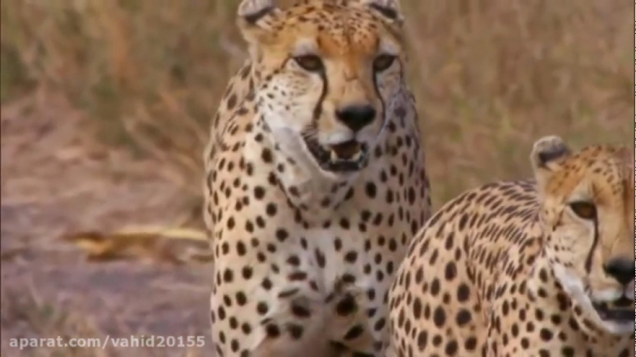 شکار شتر مرغ بزرگ توسط پلنگ ها...